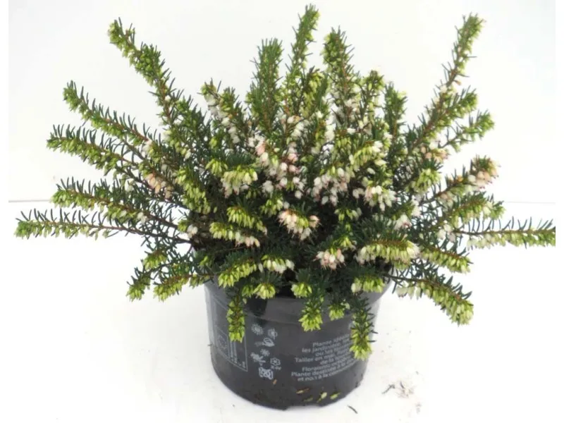 Erica gracilis bianco vaso Ø circa 11 cm